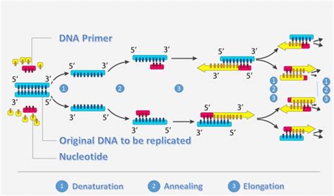 Image result for Two-Step RT-PCR Run