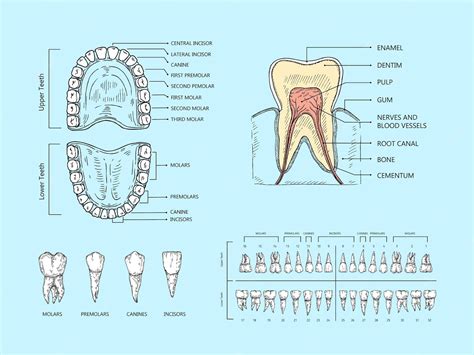 Premium Vector | Teeth anatomy scheme Tooth structure infographic orthodontic human teeth loss ...
