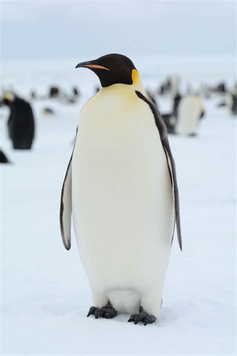 What Animals Are Living In Antarctica at Carlo Simmons blog