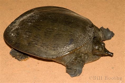 Image result for Turtle Color