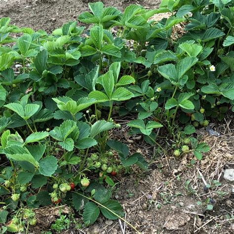 The Best Type of Strawberries to Grow Inside – Strawberry Plants