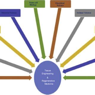 Tissue engineering Applications 的图像结果
