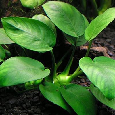 Anubias barteri