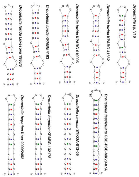 Terrestrial Species of Drouetiella (Cyanobacteria, Oculatellaceae) from ...