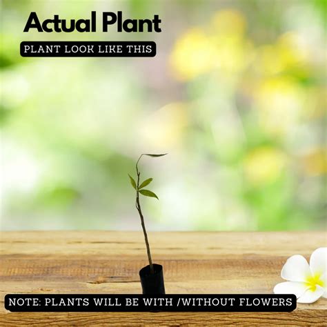 Neermathalam (Crataeva Magna) Caper Tree,Three-Leaf Caper Herbal Live ...