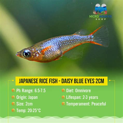 Japanese rice fish - Daisy blue eyes 2cm – Micro Aquatic Shop