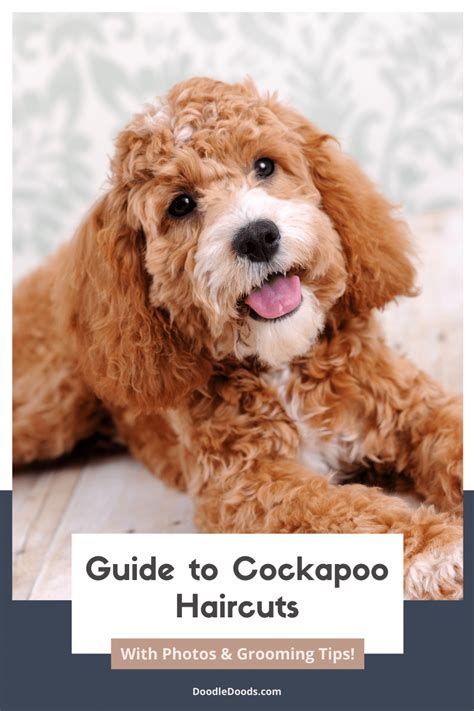 Image result for Cockapoo Grooming Face