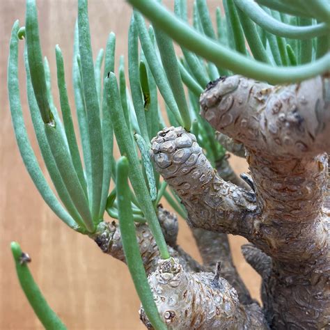 Tylecodon rubrovenosus ﻿【チレコドン・ルブロベノーサス】 | RIMO'S GREEN 【Saboten ...