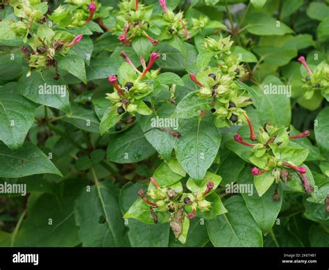 Mirabilis jalapa, the marvel of Peru or four o'clock flower, is the ...