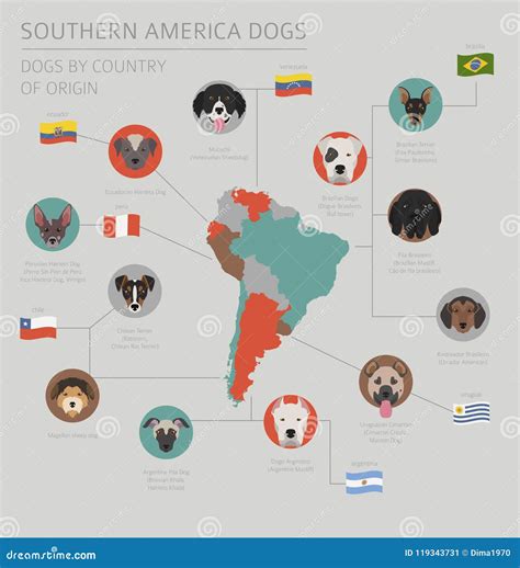 Dogs by Country of Origin. Latin American Dog Breeds Stock Vector ...