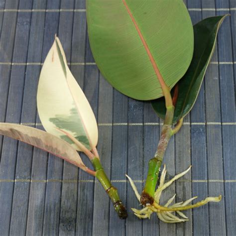 Ficus elastica