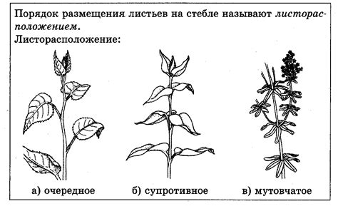 Мутовчатые растения - 69 фото