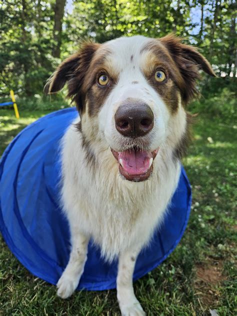 Image result for Clicker Trainer