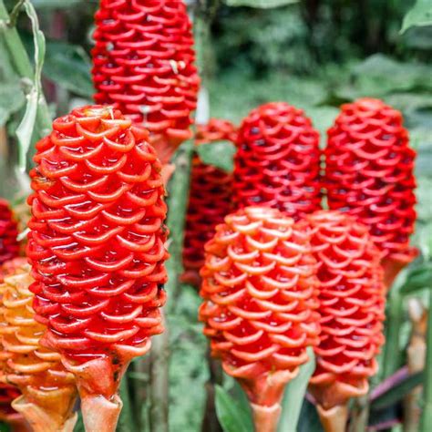 Perennial Ginger Herb Seeds for Planting – Heirloom, Non-GMO, Easy to ...