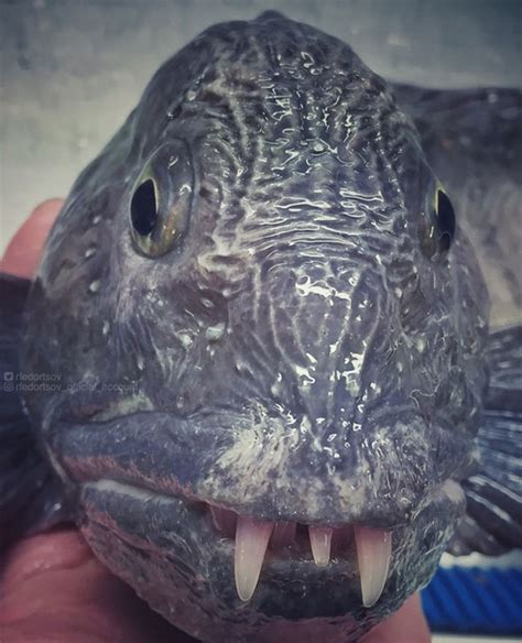 Image result for Alien Fish Videos