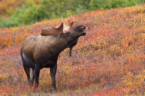 Alaska Bull Moose Tag at Betty Crosby blog
