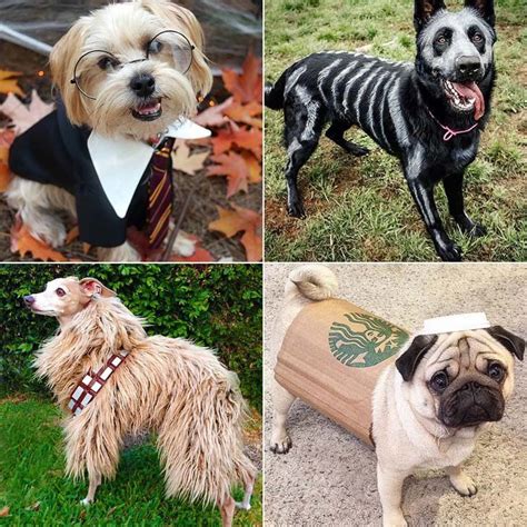 halloween diy dog costumes