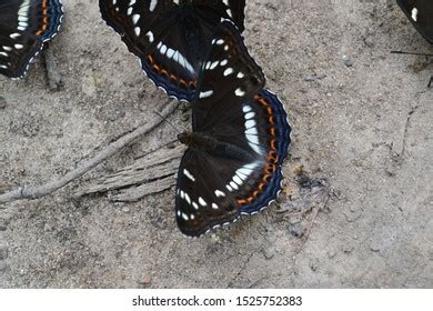 Image result for Black Burmese Python