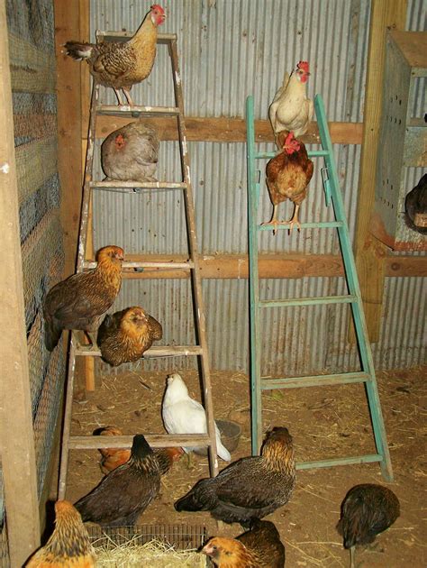 Small Chicken Coop Roost Ideas at Margaret Cass blog