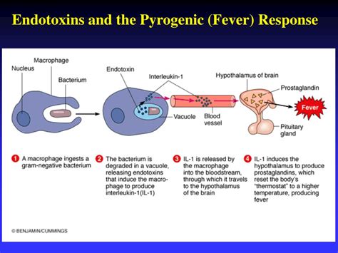 Image result for Mechanism of Microbial Pathogenicity