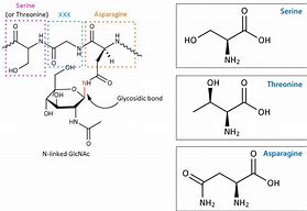Image result for glycosylated 糖基化的