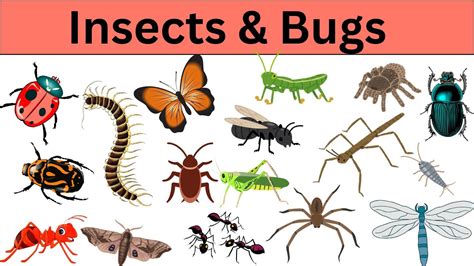 How Insects Fly 的图像结果