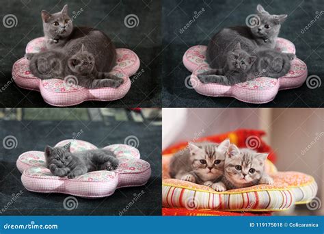 Kittens, Cats and Pillows, Multicam, Grid 2x2 Stock Photo - Image of ...