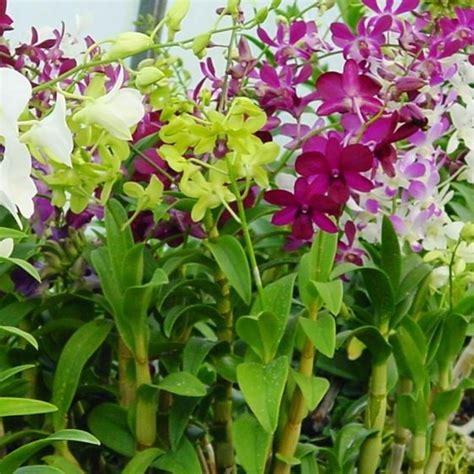 Green Paradise® Dendrobium Orchid Seedlings plants set (random colors ...