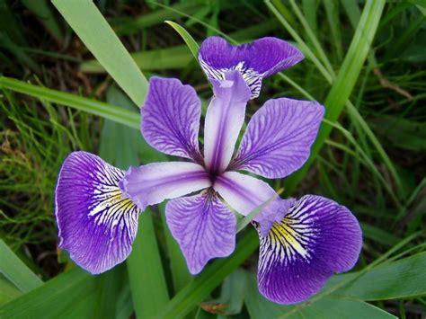 Iris species (Irises) - Plantinfo