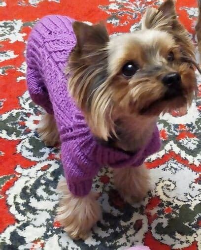 The 44 Most Common Female Dog Names - PetPress