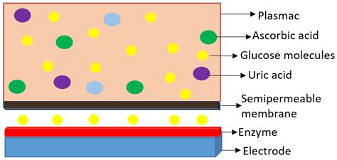 Application of Semipermeable Membranes in Glucose Biosensing