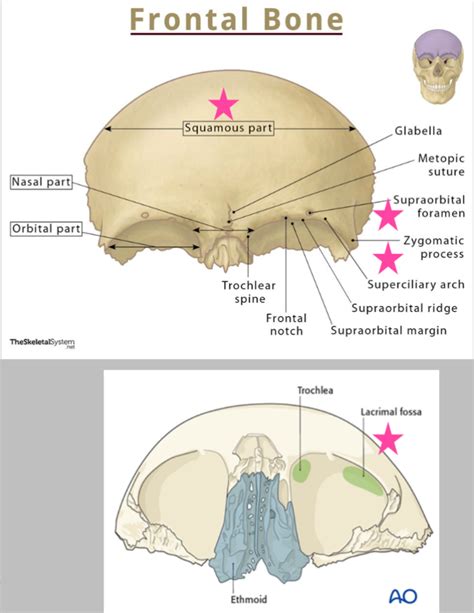 Image result for Frontal Bone Function