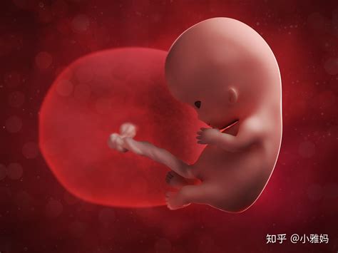 怀孕16周胎儿发育图_怀孕五周到四十周胎儿图_微信公众号文章