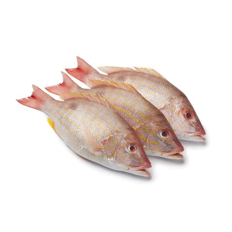 Image result for Sea Snapper