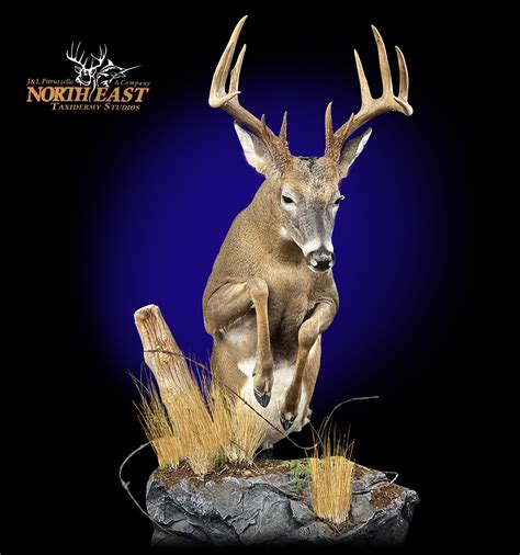 Whitetail Deer Mount, Whitetail Deer Taxidermy