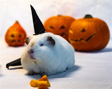 Premium Photo | Guinea pigs dressed as witches with Halloween pumpkins ...