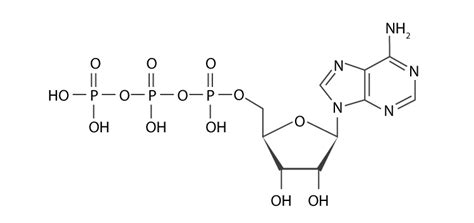 ATP Hydrolysis: Mechanism, Energy Output and Significance