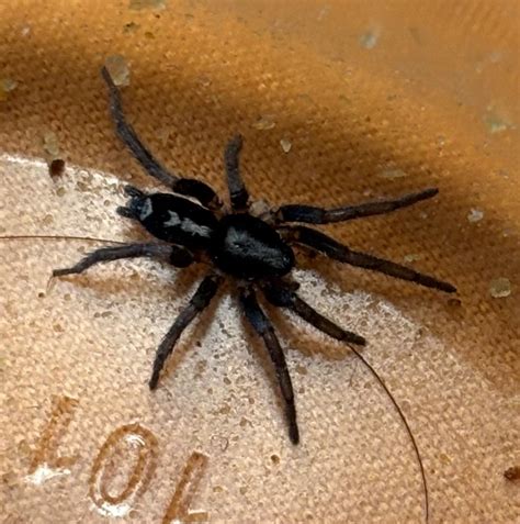 Herpyllus ecclesiasticus (Eastern Parson Spider) in Union Grove ...