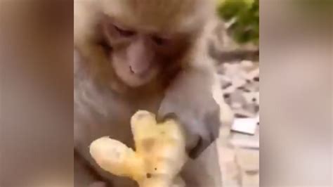 Monkey eating ginger video trending in social media | Viral Video ...