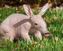 Image result for Cutest Looking Animals