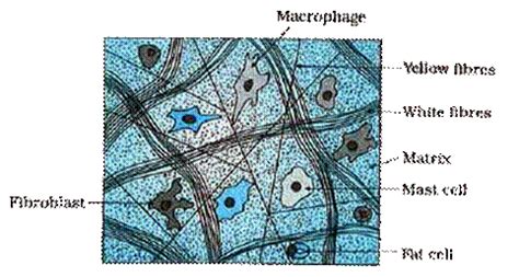 Connective Tissue in Biology: Definition, Types and Importance | AESL