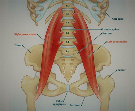 Pelvic Floor Muscles Female Names Diagram - Infoupdate.org