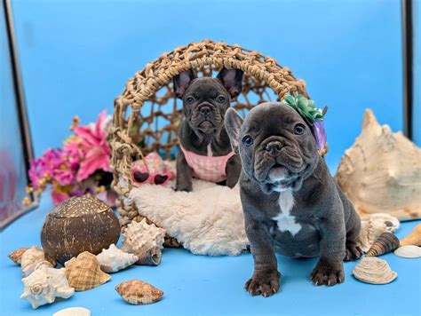 French Bulldog (Frenchie) Puppies For Sale In Wisconsin