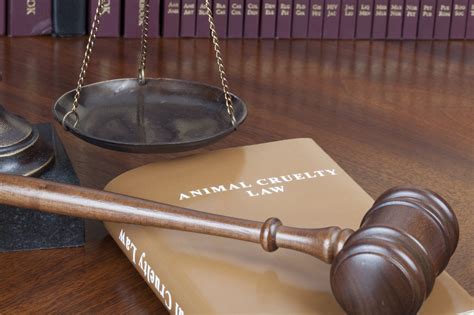 This GW Animal Law Program Aims to Strengthen Animal Rights