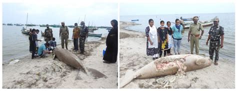 Tamil Nadu - Gulf of Mannar & Palk Bay | Wildlife Institute of India ...