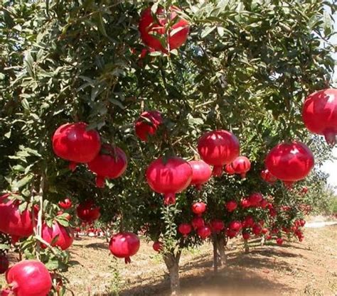 BLOOM & GROW Rosa Pomegranate/Red Kandhari Anar Live Hybrid Fruit Plant ...