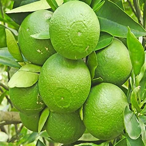 Bari Malta 1 grafted Plant, Sweet Malta Lemon or Also Known as Paisa ...