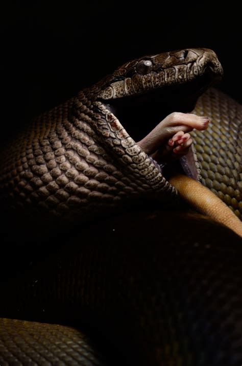 Image result for Papuan Python