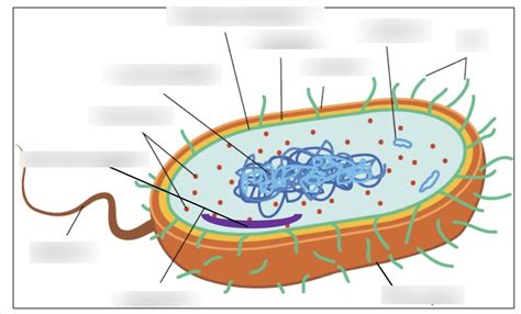 Image result for Prokaryote Structure