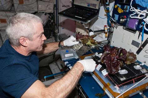 太空将实现“种粮收菜”，宇航员在太空种菜是什么样的体验？